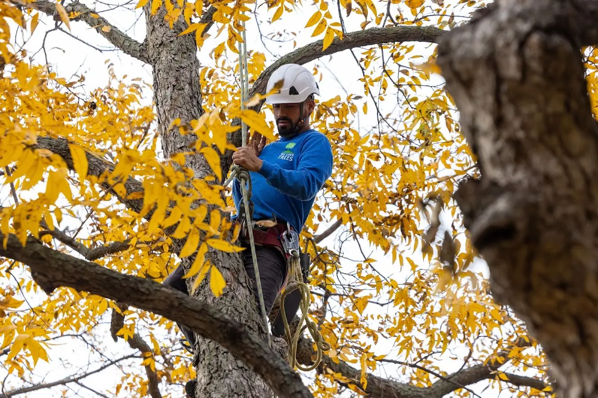 Skilled Tree Planing crew working in Lexington